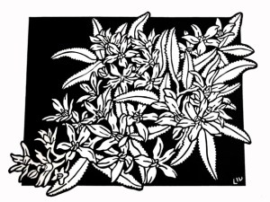 Christmas Bush 2008 Linocut B&W
