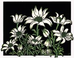 Flannel Flowers - Set 12