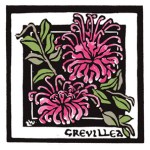 Pink Spider Flower - Grevillea sericea - Linocut