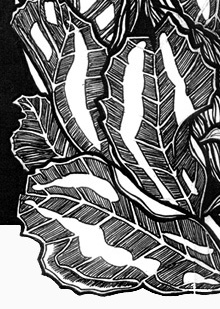 Waratahs leaves design