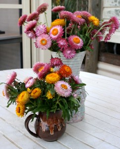 Vases of Strawflowers 1
