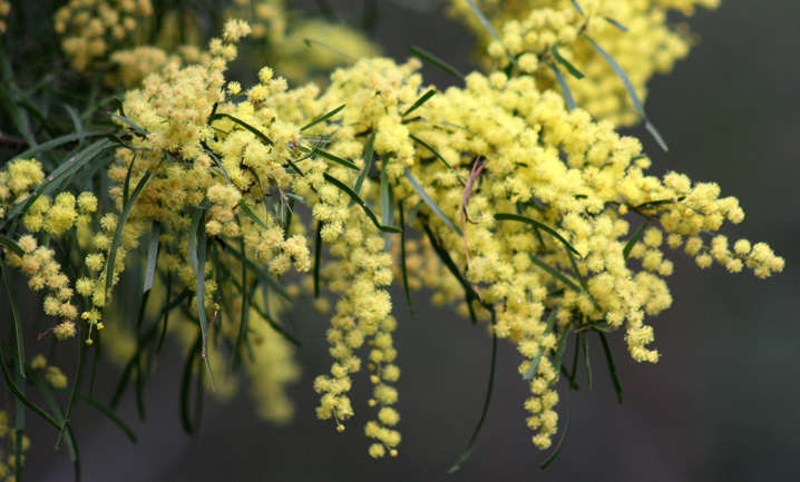 Wattle 1