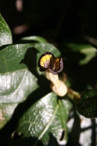 Birdwing Butterfly Vine Flower