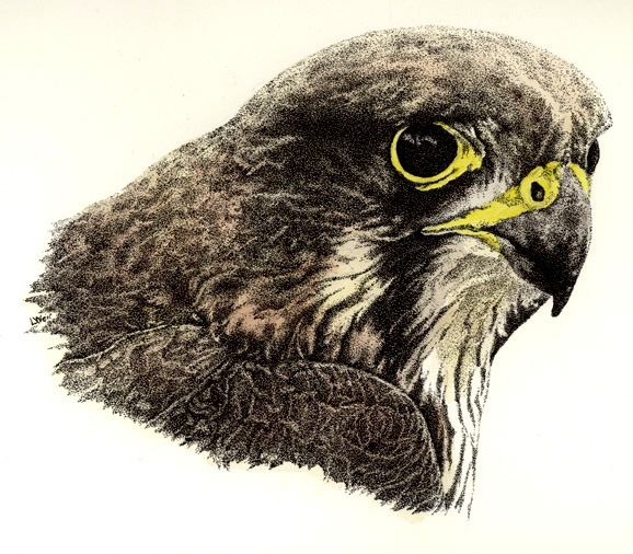 New Zealand Falcon 2 Illustration