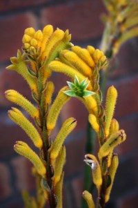 Yellow Kangaroo Paw