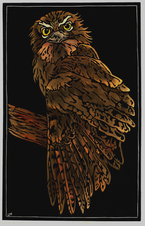Tawny Frogmouth Glare - Linocut