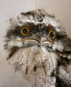 baby-tawny-frogmouth-web2