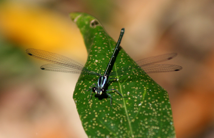 dragonfly-web-1