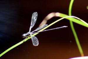 dragonfly-web-3