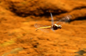 dragonfly-web-4