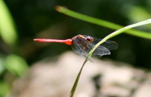 dragonfly-web