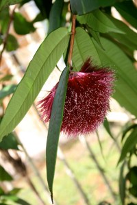 powderpuff-lilly-pilly