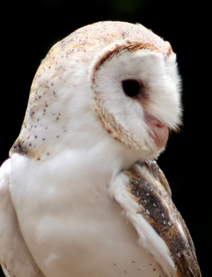barnowlweb
