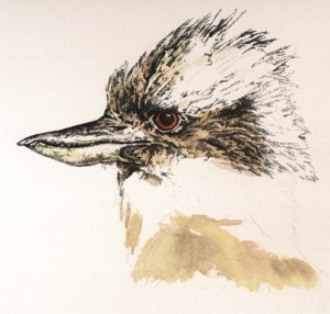 kookaburraillustrationweb