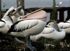 pelican-beakstretch1web