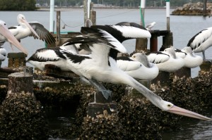 pelican-bodystretchweb