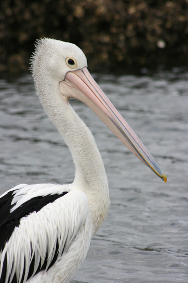 pelican-headweb