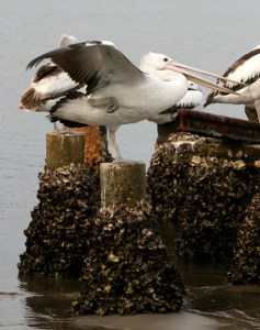 pelican-oneleggedstretchweb