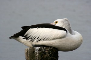 pelican-smallsitweb