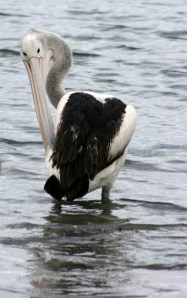 pelican-snakeneckweb