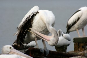 pelican-wingscratchweb