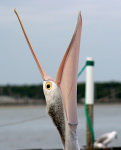 pelicanupstretchweb
