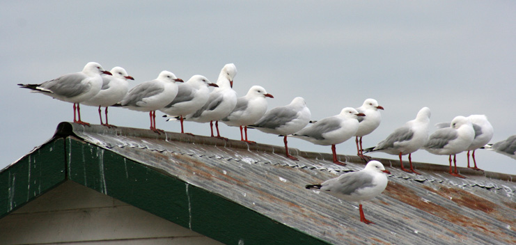 seagull-on-roofweb
