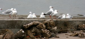 seagulls-on-boat-rampweb