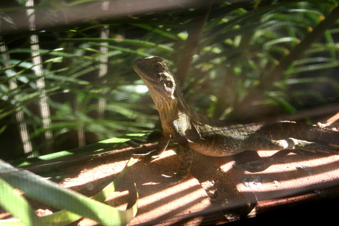 windowwaterdragon4