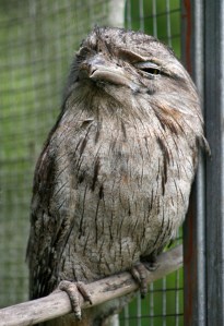 2-tawny-frogmouth-web