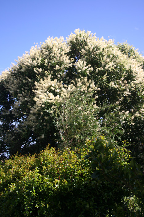 ivory-curl-flower-tree-1