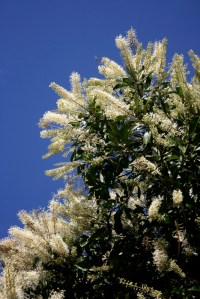 ivory-curl-flower-tree-2