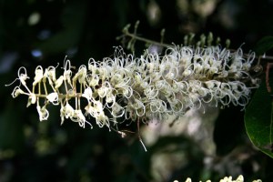 ivory-curl-flower
