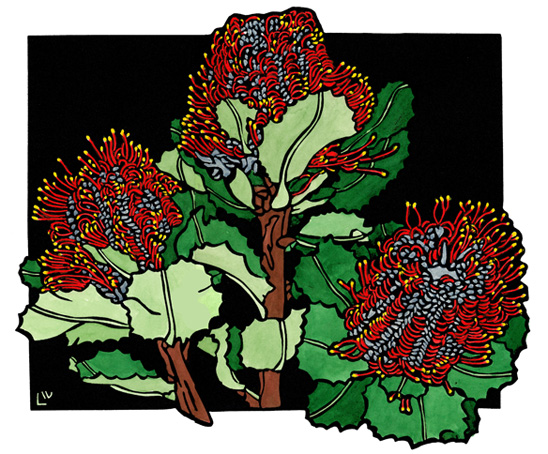 scarlet_banksiaweb scarlet_banksiaweb