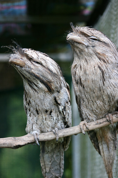 tawny-frogmouth-pair-2-web
