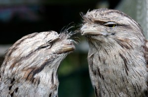 tawny-frogmouth-pair-web
