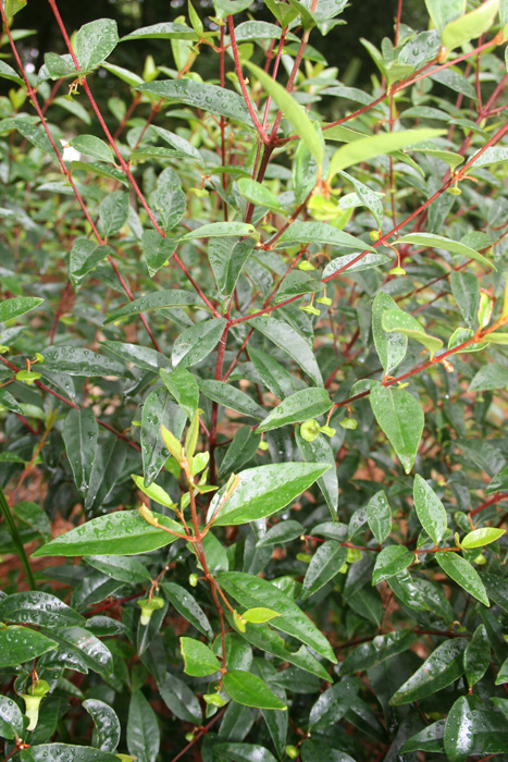 chefs-cap-correa-17web