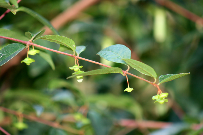 chefs-cap-correa-3web