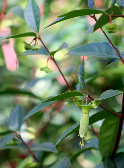 chefs-cap-correa-6web