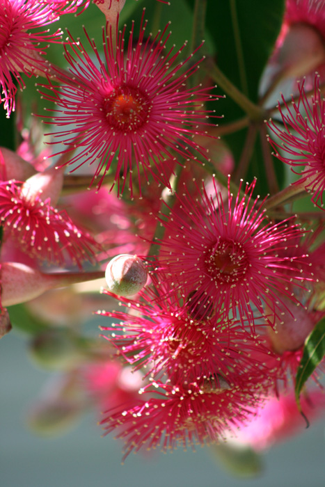 swamp-bloodwood31web