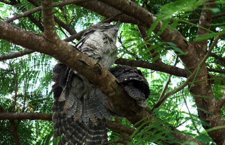 tawny-frogmouth-pair-web-1