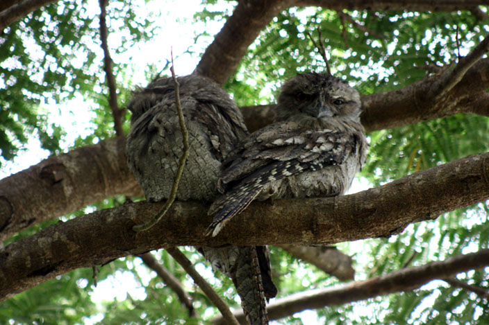 tawny-frogmouth-pair-web-2