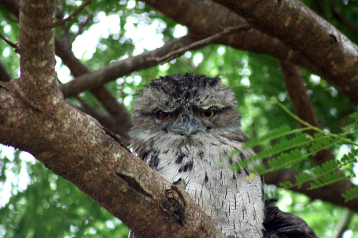tawny-frogmouth-pair-web-3