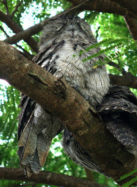 tawny-frogmouth-pair-web-4