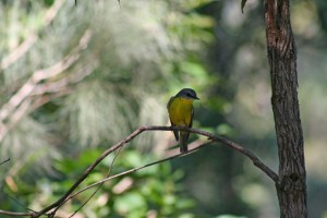 EasternYellowRobin1WEB