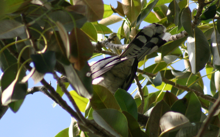 Channel Bill Cuckoo 4