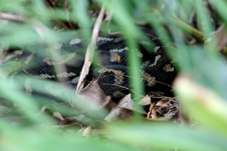 Carpet Python 1