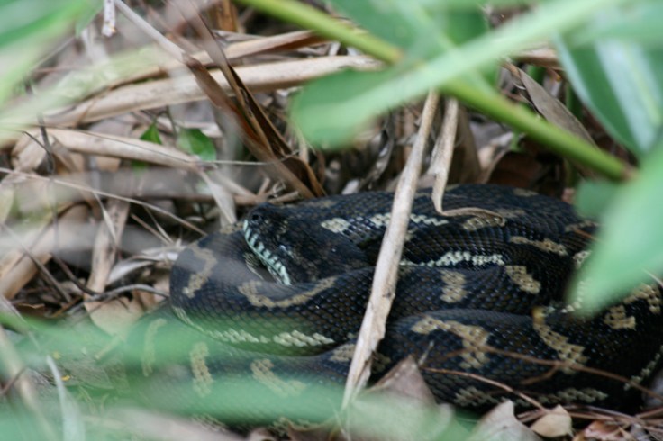 Carpet Python 3