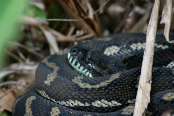 Carpet Python 4
