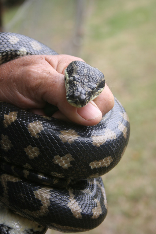 Carpet Python 5